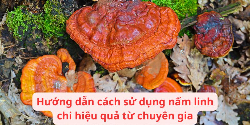 Hướng dẫn cách sử dụng nấm linh chi hiệu quả từ chuyên gia