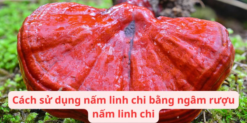 Cách sử dụng nấm linh chi bằng ngâm rượu nấm linh chi