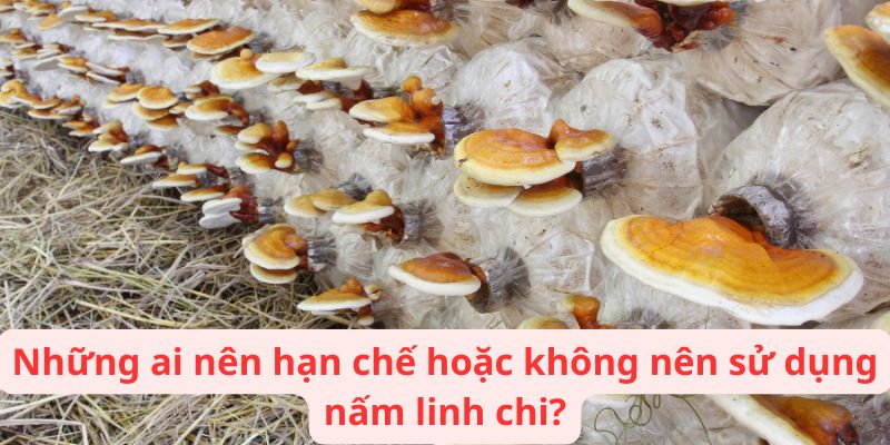 Những ai nên hạn chế hoặc không nên sử dụng nấm linh chi?