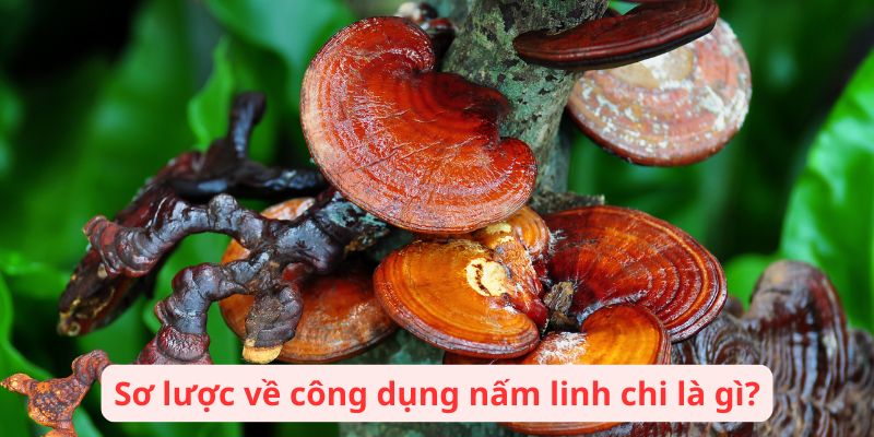 Sơ lược về công dụng nấm linh chi là gì?