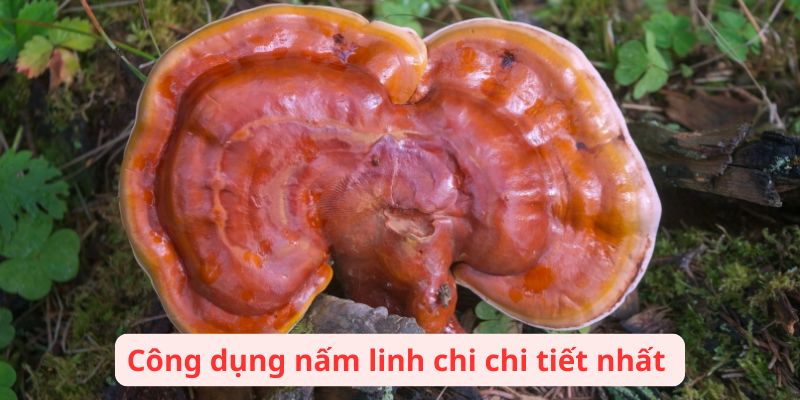 Công dụng nấm linh chi chi tiết nhất 