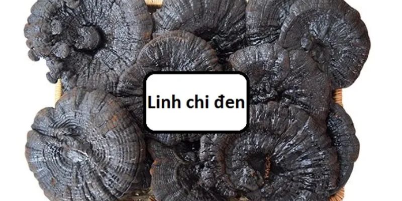 Nấm linh chi đen nổi bật với tác dụng chống lão hóa và hỗ trợ sức khỏe toàn diện, giúp bạn duy trì sự dẻo dai và năng lượng trong cuộc sống hàng ngày.