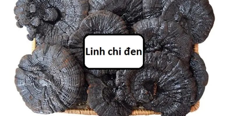 Một số tác dụng phụ khi dùng nấm linh chi đen