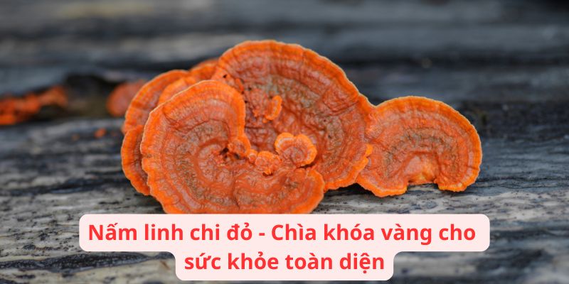 Nấm linh chi đỏ - Chìa khóa vàng cho sức khỏe toàn diện