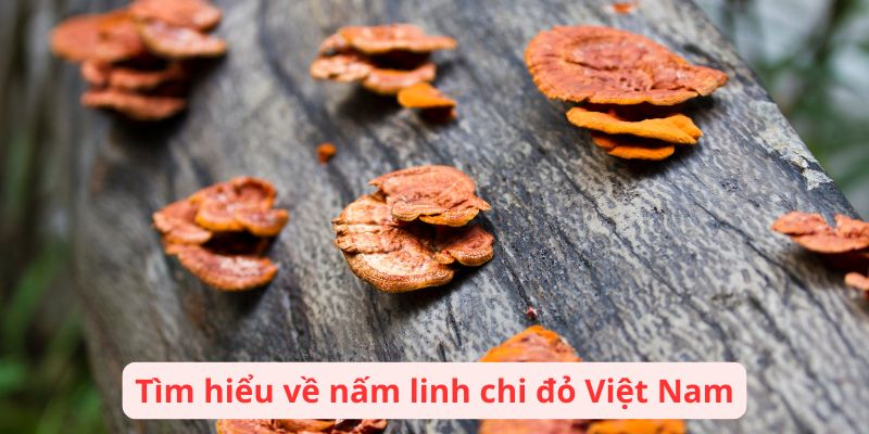 Tìm hiểu về nấm linh chi đỏ Việt Nam