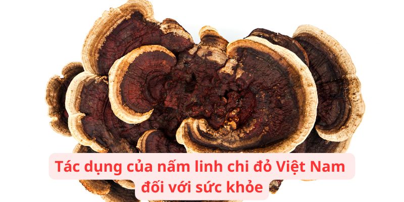 Tác dụng của nấm linh chi đỏ Việt Nam đối với sức khỏe