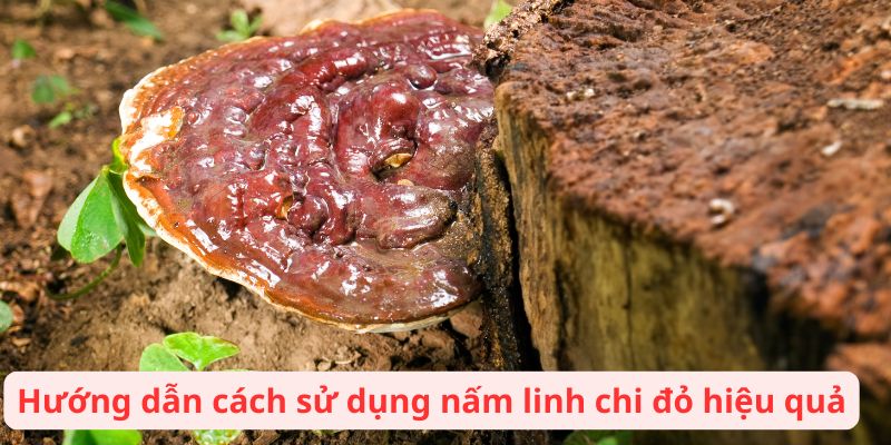 Hướng dẫn cách sử dụng nấm linh chi đỏ hiệu quả