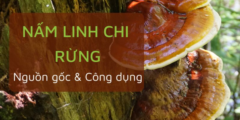 Sự khác biệt về công dụng nấm linh chi thật giả