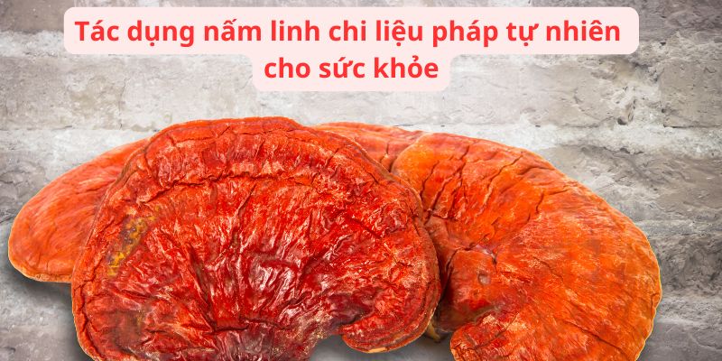 Tác dụng nấm linh chi liệu pháp tự nhiên cho sức khỏe 