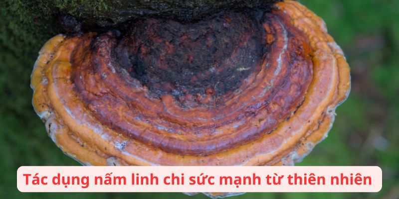 Tác dụng nấm linh chi sức mạnh từ thiên nhiên 