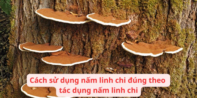 Cách sử dụng nấm linh chi đúng theo tác dụng nấm linh chi